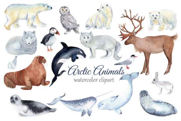 Arctic Animals Watercolor Clipart & Illustrations