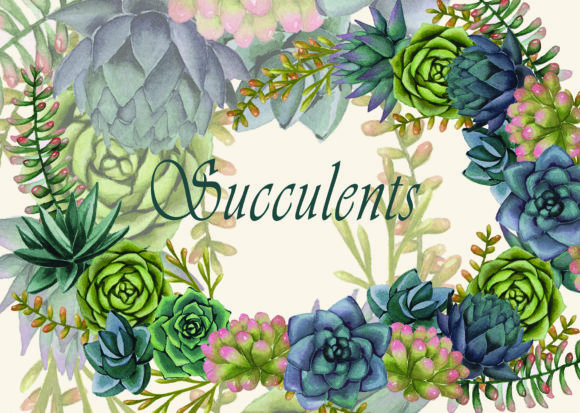 Watercolor Succulents Illustrations Review
